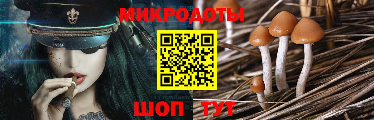 Псилоцибиновые грибы Psilocybe Коряжма